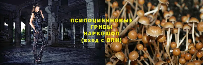 Псилоцибиновые грибы Magic Shrooms  купить наркотики сайты  Богородск 